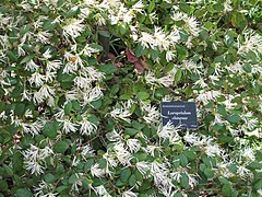 Loropetalum chinense.