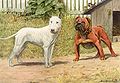 Louis Agassiz Fuertes - Bull Terrier & English Bulldog.jpg