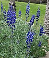 Lupinus pileux