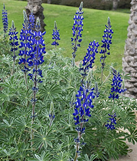 Lupinus Wikiwand