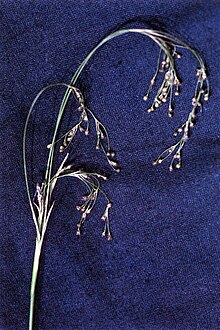 Luzula parviflora NRCS-1.jpg