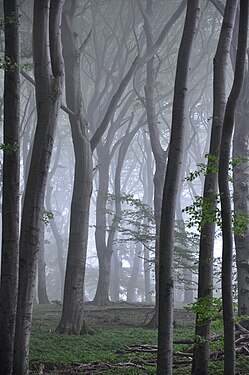 LANDSCAPE: Beech forest in the Jasmund National Park after a rain shower Photograph: Mensch01