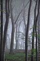 Platz 3: Mensch01 - Der Buchenwald im Nationalpark Jasmund nach einem Regenschauer - Das Bild von Mensch01 wurde nach einem Regenschauer in einem Buchenwald im Nationalpark Jasmund auf Rügen aufgenommen. Der Nationalpark umfasst mit dem von Buchenwäldern bedeckten reliefierten Kreidehorst der Halbinsel Jasmund einschließlich der Kreidesteilküste eine einzigartige Landschaft, die zu den letzten Naturlandschaften Mitteleuropas gehört. Neben der technischen Qualität begeisterte die Jury die geheimnisvolle nebelverhangene Stimmung im größten zusammenhängenden Buchenwaldgebiet an der deutschen Ostseeküste. Seit 2011 gehört ein Teil dieses Waldes zum UNESCO-Welterbe.