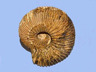 Macrocephalitidae Family of molluscs (fossil)
