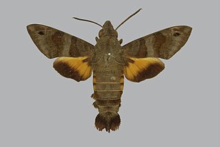 <i>Macroglossum assimilis</i> Species of moth