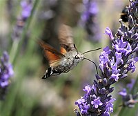 Macroglossum stellatarum1 NR.jpg