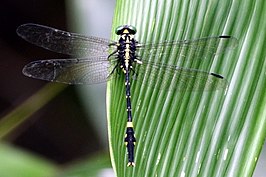 Macrogomphus wynaadicus