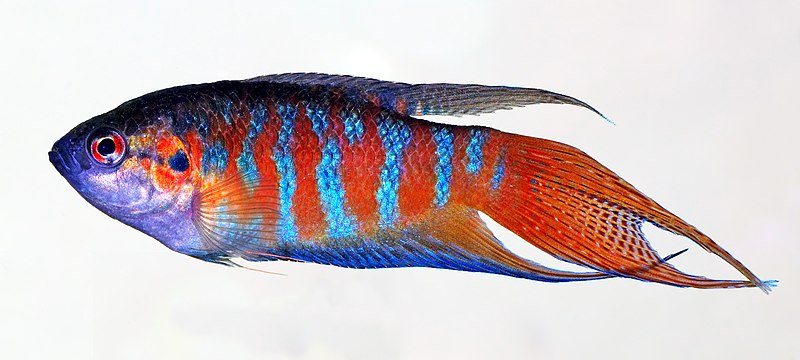 File:Macropodus opercularis - side (aka) edit.jpg