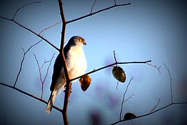 Madagaskarshikra (Accipiter francesiae)