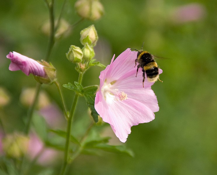 File:Malva alcea.jpg