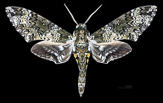 <i>Manduca sesquiplex</i> Species of moth