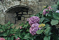 Hortensias au manoir de Kernuz