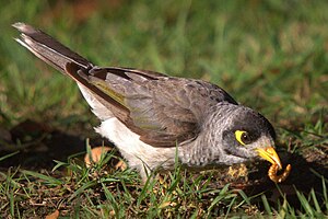 Manorina melanocephala with mealworm.jpg