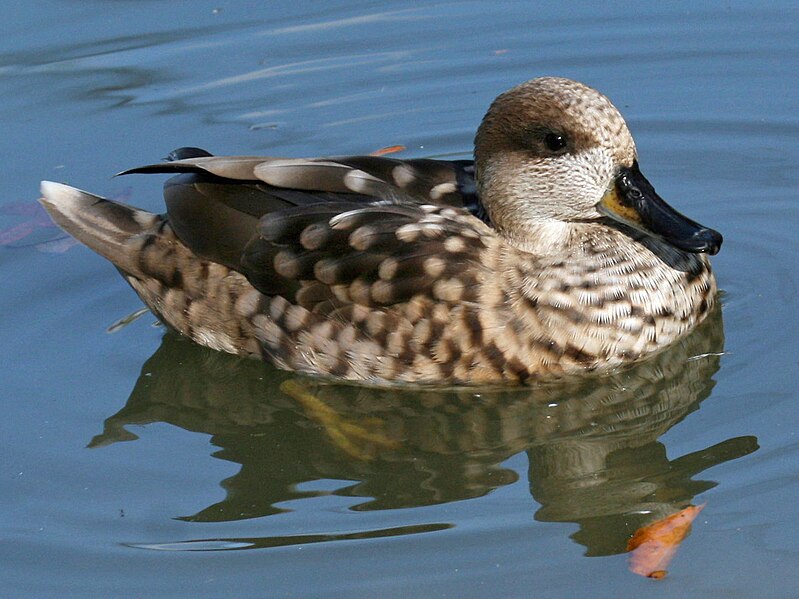 File:Marbled Teal (Marmaronetta angustirostris) RWD2.jpg