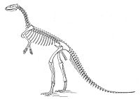 奧塞內爾·查利斯·馬什在1896年繪製的伴侶化石龍骨骼圖，現為奧斯尼爾洛龍