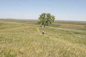 Massacre Hill: Fetterman and his men were killed here. The Arapaho and Cheyenne were concealed to the left (west) of the foot trail in this photo; the Lakota were to the right (east). Massacre hill.JPG