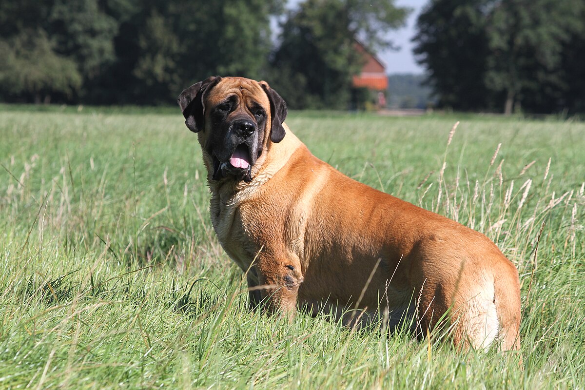 English Mastiff bite