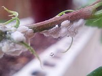 Mealybugs auf Hibiskuspflanze.