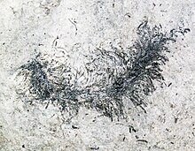 Medusaegraptus mirabilis (fossil green algae) (Goat Island Formation, Upper Silurian; Lafarge Gasport Quarry, New York State, USA) 3.jpg