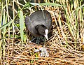 Jonge meerkoeten worden op het nest gevoerd door beide ouders.