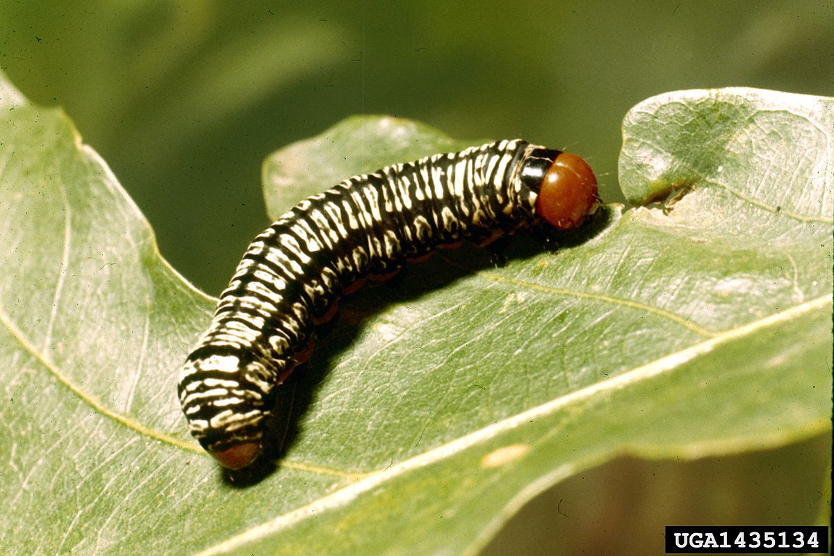 Zebra caterpillar - Wikipedia