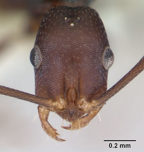 File:Melophorus majeri casent0173923 head 1.jpg