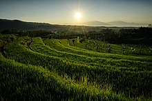 Rice fields in Kejoran, Magelang Regency. Farming is one of the most important sector in Central Java. Menanti matahari pagi di Kajoran.jpg