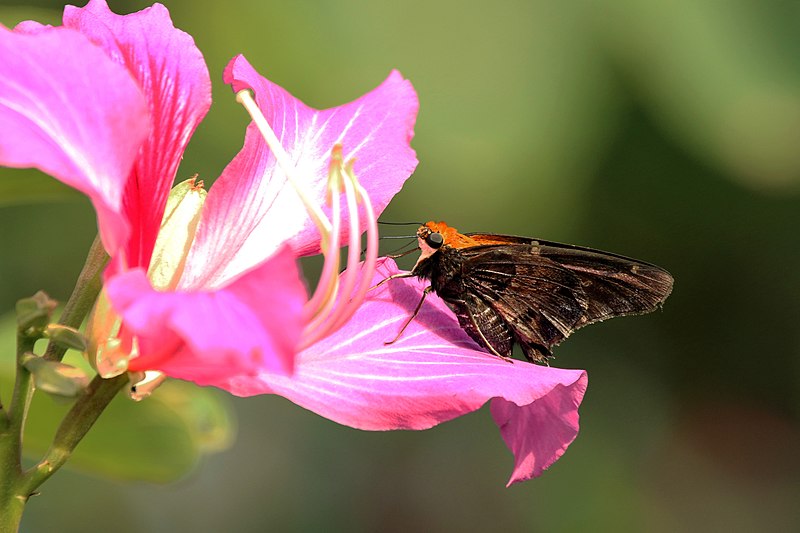 File:Mercurial skipper (Proteides mercurius jamaicensis).JPG