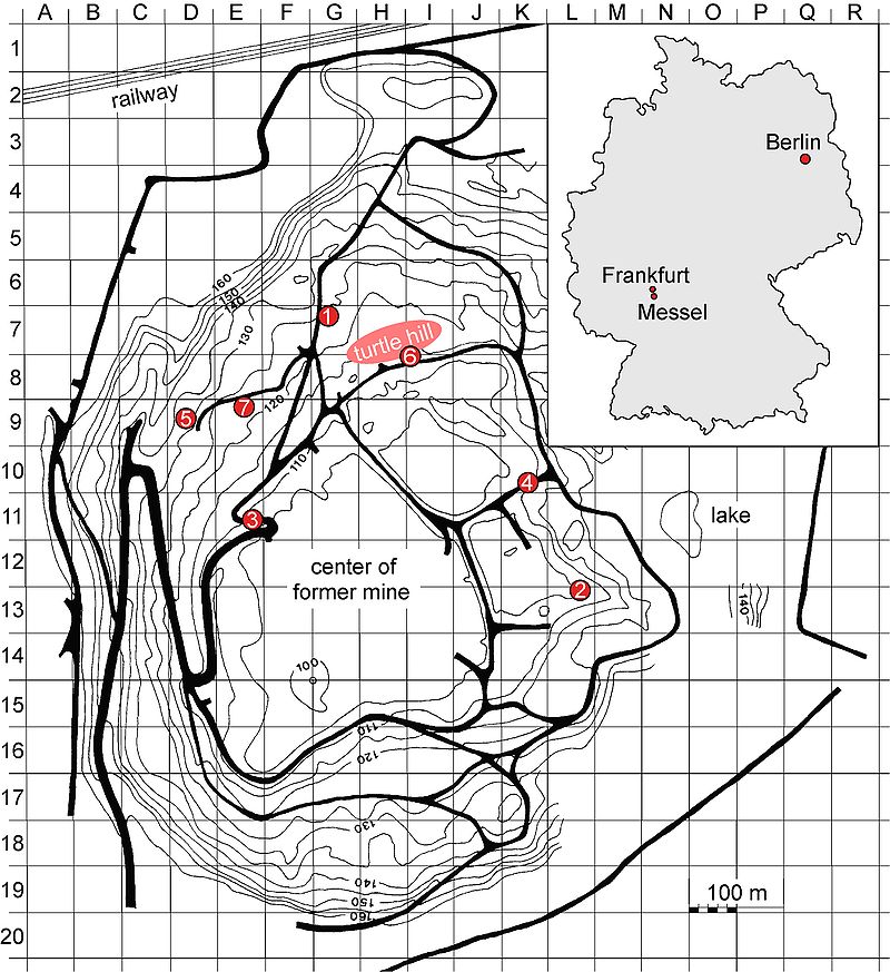 Die Grube Messel 800px-Messel_map