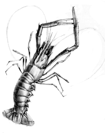 Metanephrops challengeri