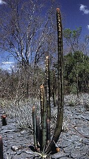 <i>Micranthocereus dolichospermaticus</i> Species of cactus