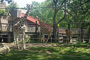 Giraffes