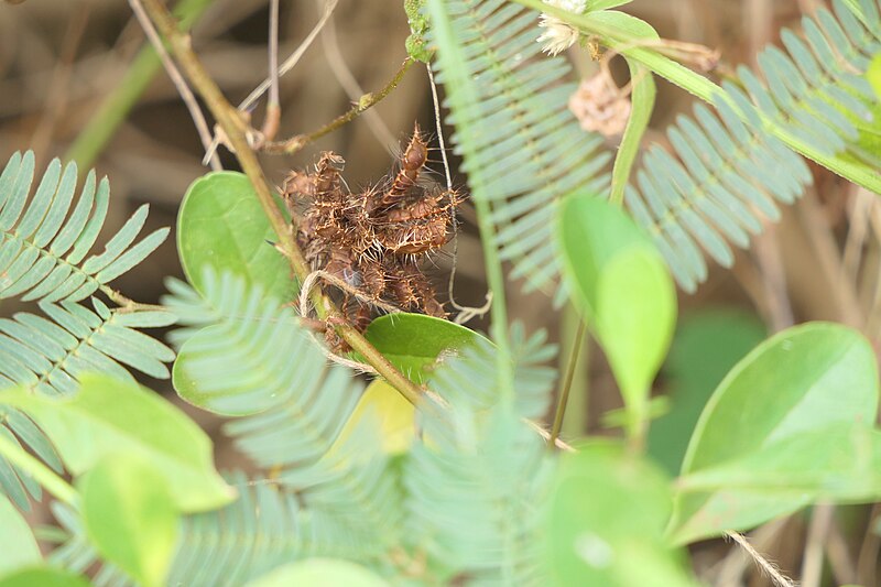 File:Mimosa pudica L. (52535005566).jpg