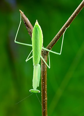 Egyptian praying mantis (Miomantis paykullii), female