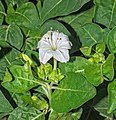 * Nomination Mirabilis jalapa flower. --Joydeep 13:23, 6 July 2014 (UTC) * Promotion I've had cropped a bit on the upper side (matter of taste) good quality anyway. --JLPC 17:20, 6 July 2014 (UTC)  cropped. Thank you. --Joydeep 06:23, 7 July 2014 (UTC)