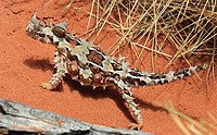Moloch horridus, Thorny Devil, Alice Springs 2.jpg