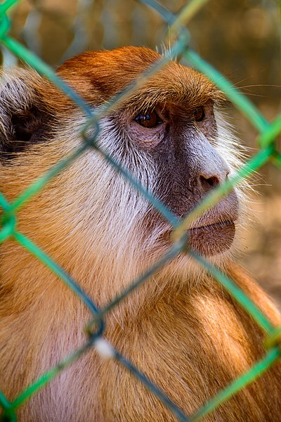 File:Monkey - Sudan 1.jpg