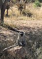 Monkeys -National Botanical Garden of Botswana 1.jpg