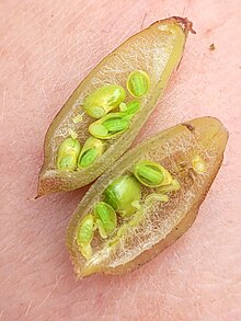 Seeds and seed pods of Montigena novae-zelandiae Montigena novae-zelandiae 348013304.jpg