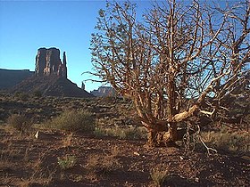 Monument Valley Navajo Tribal Park