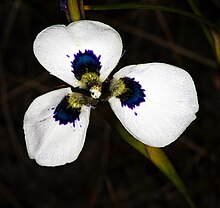 Moraea aristata 1DS-II 2-4682.jpg