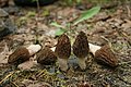 Morchella brunnea