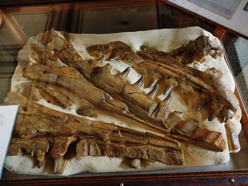 File:Mosasaurus hoffmanni first specimen.jpg