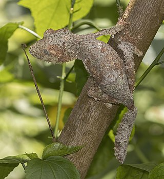 <span class="mw-page-title-main">Uroplatinae</span> Subfamily of lizards