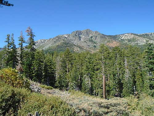 Forest in Mount Tallac Trail, Desolation Wilderness, Eldorado National Forest , California.