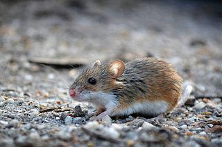<span class="mw-page-title-main">African pygmy mouse</span> Species of rodent