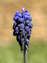 Muscari neglectum (Grape Hyacinth)