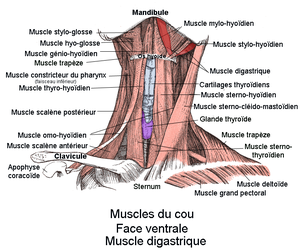 Digastrique 300px-Muscle_digastrique