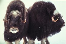 List of mammals of Greenland - Wikipedia
