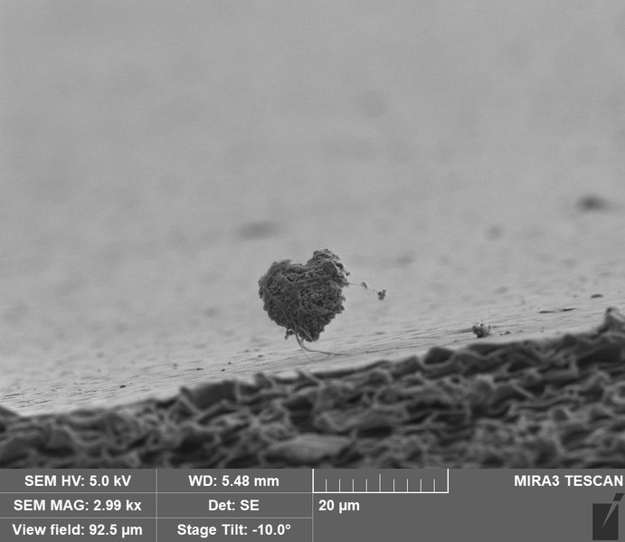 File:My 10 micrometer heart.tif